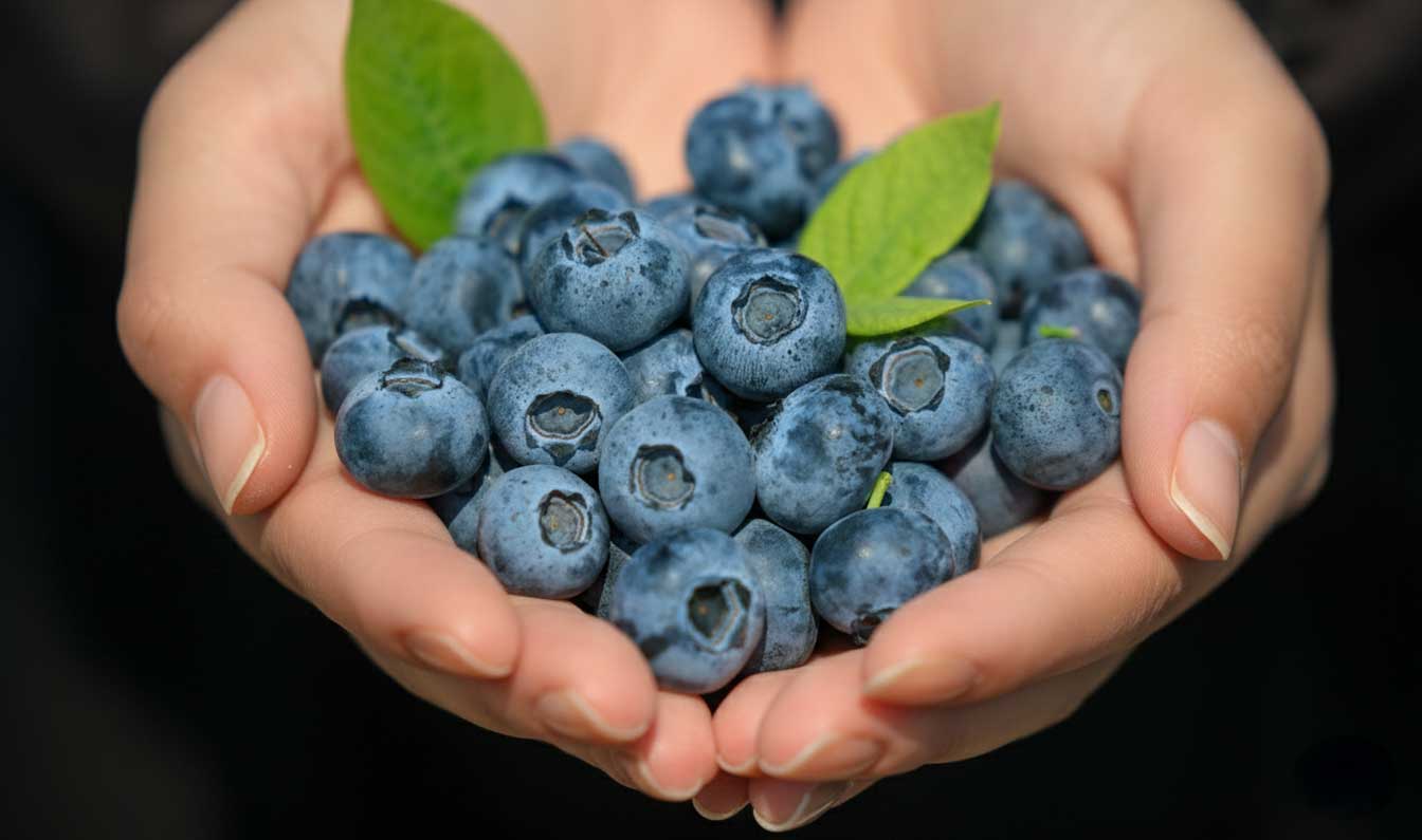 blueberry bahçesi